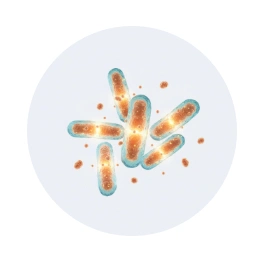 Akkermansia muciniphila bacterium