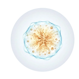 Artichoke-Derived Inulin Prebiotic